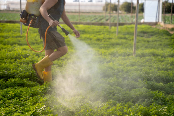 Trusted Midway South, TX Pest Control Experts