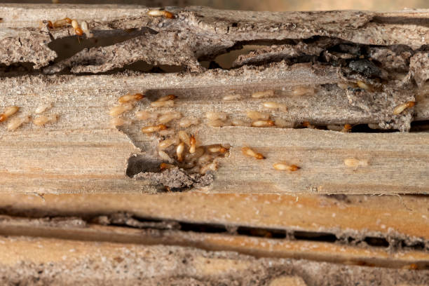 Flea Control Services in Midway South, TX